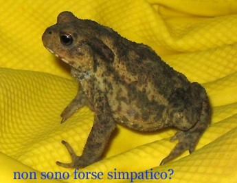 sono davvero simpatico!