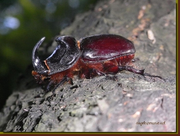  scarabeo rinoceronte (Oryctes nasicornis Linnaeus