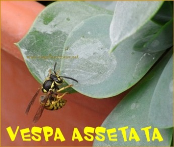 una vespa assetata