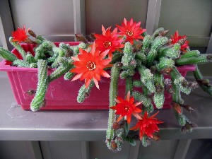 Aporocactus flagelliformis-pianta grassa fiorita
