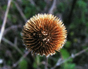 Echinops sphaerocephalus o cardo pallottola