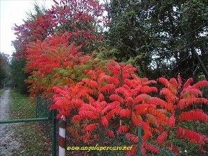 alberi-foglie-rosse