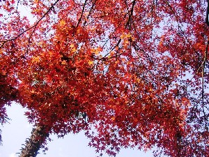 alberi autunnali