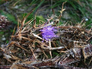 cardo-selvatico-brullo