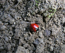 coccinella su terra brulla