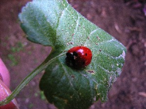 coccinella_foglia