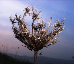 fiore secco spontaneo