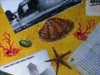 particolare