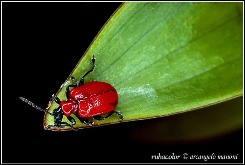 grande fotografo Arcangelo Manoni - Rubacolor