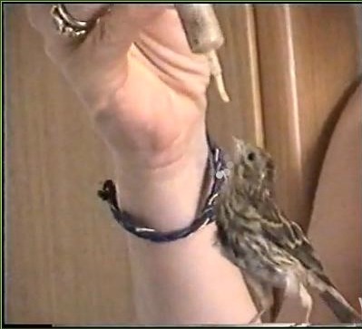 scusa... ma non la puoi tenere pi vicino al mio becco?